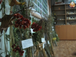 Наукові засади виробництва лікарських рослин в Україні